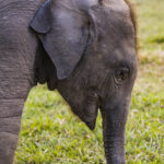 2024-10 - Népal - J11 - Parc National de Chitwan - 109